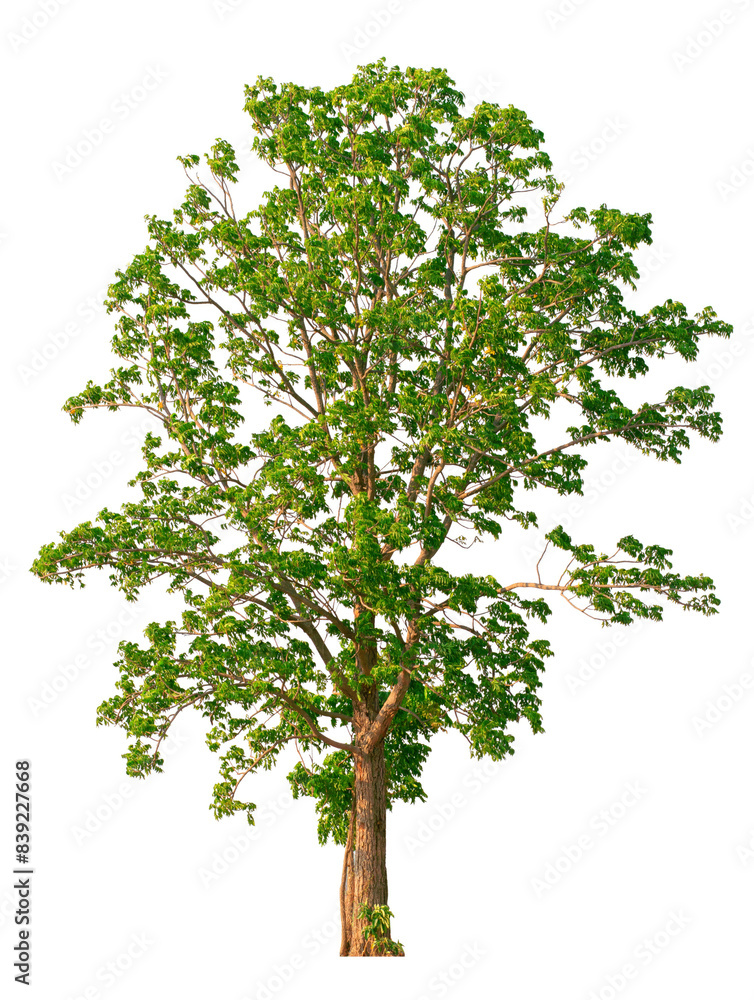 Lush Green Tree Isolated on White Lush Green Tree Isolated on White