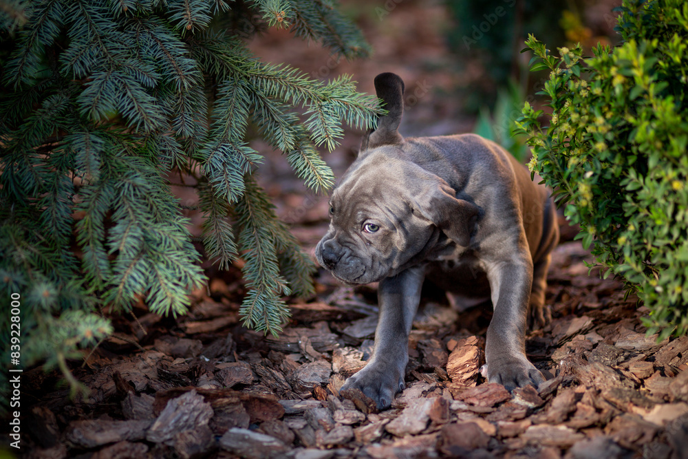 Cute gray Cane Corso puppy sits between a blue spruce and a boxwood bush in the garden Cute gray Cane Corso puppy sits between a blue spruce and a boxwood bush in the garden