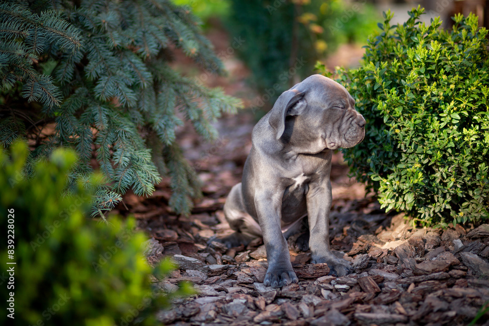 Cute gray Cane Corso puppy sits between a blue spruce and a boxwood bush in the garden Cute gray Cane Corso puppy sits between a blue spruce and a boxwood bush in the garden