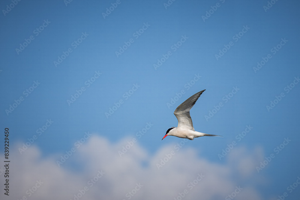 Common tern (Sterna hirundo) flies in a blue sky with white clouds on a sunny summer day. Close-up portrait of common tern in flight on a sunny summer evening with copyspace. Common tern (Sterna hirundo) flies in a blue sky with white clouds on a sunny summer day. Close-up portrait of common tern in flight on a sunny summer evening with copyspace.