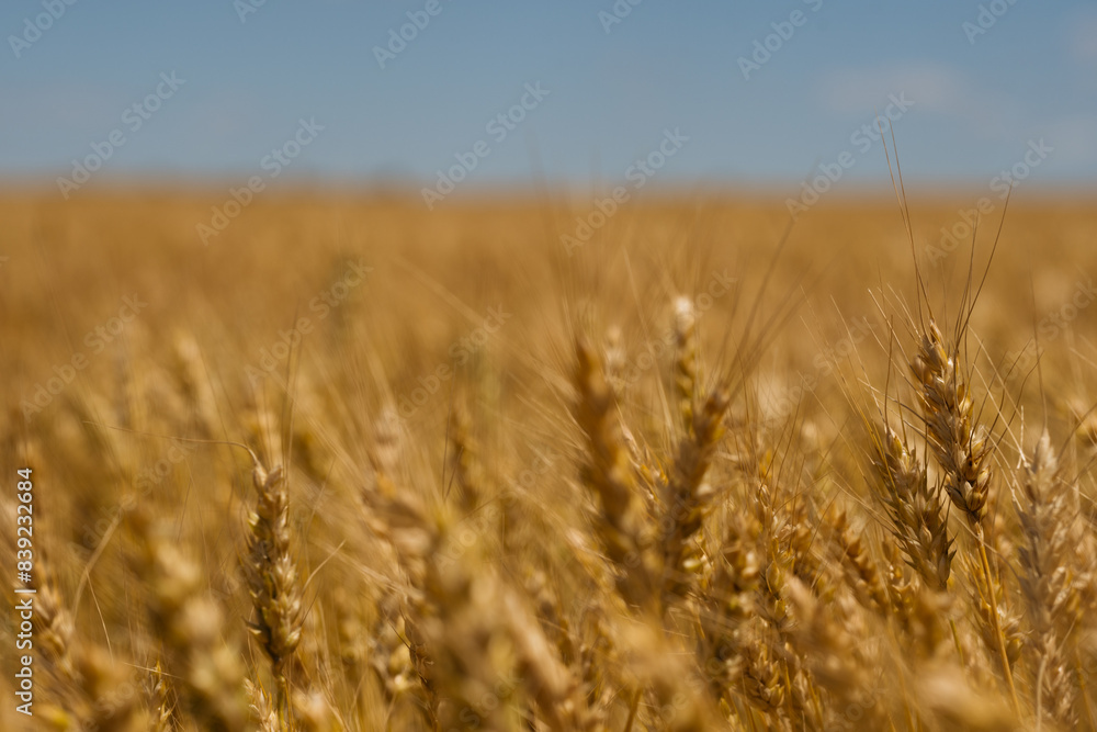 Fototapeta premium Close-up of golden wheat stalks in a vast field under a clear blue sky, showcasing the beauty of agriculture and harvest season.