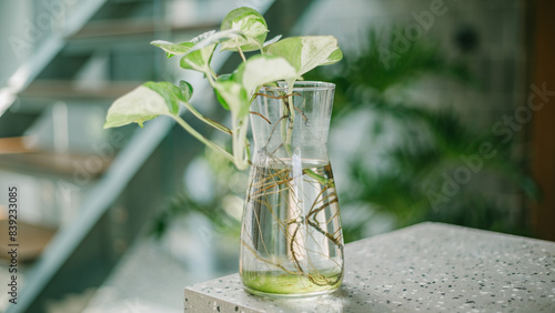 Interior house plant in glass vase