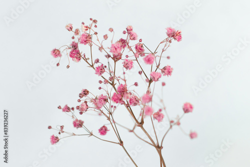 Beautiful color pink gypsophila twig isolated on white background