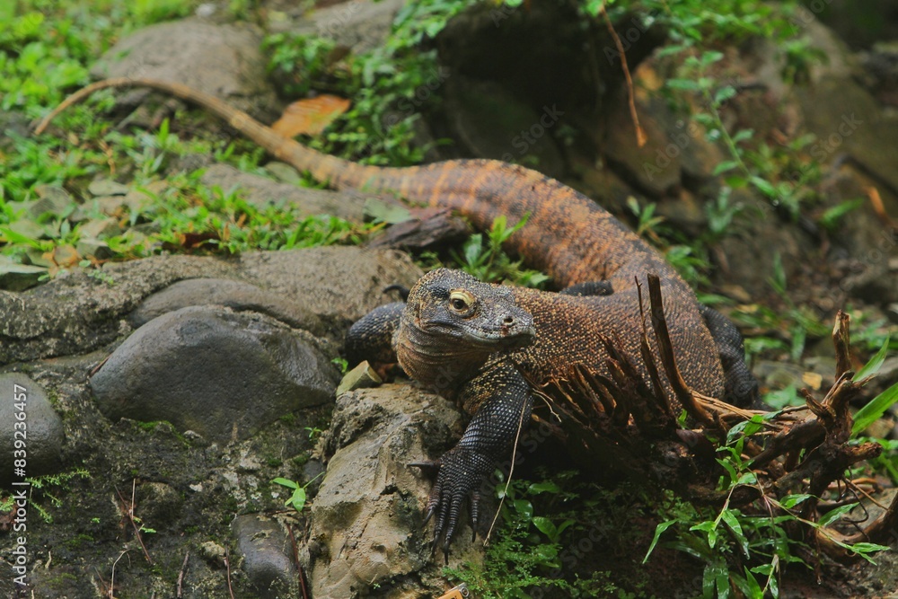 Fototapeta premium a Komodo dragon relaxing on a rock