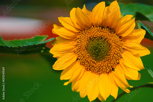 Golden Bloom: Radiant Sunflower in Full Glory. Vibrant Sunflower in Full Bloom Against a Blurred Natural Background
