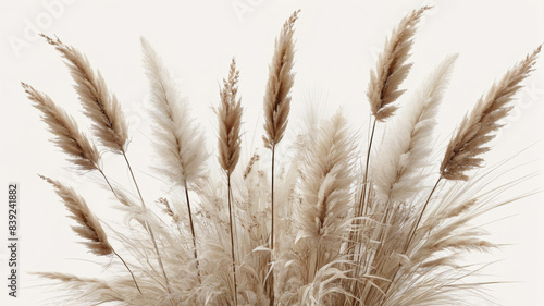 Tranquil Harmony  Elegant Arrangement of Pampas Grass and Dried Flowers in Cream  Brown  and White Shades  Generative AI