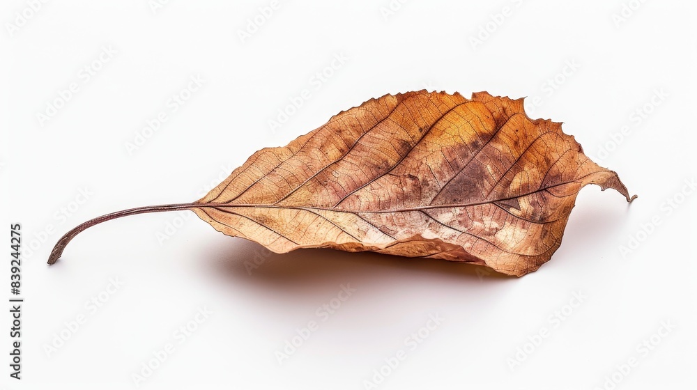 dead leaf Isolated on white background. concept of object nature for designer. dead leaf Isolated on white background. concept of object nature for designer.