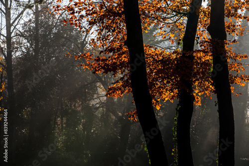 Autumn in La Fageda D En Jorda Forest, La Garrotxa, Spain photo