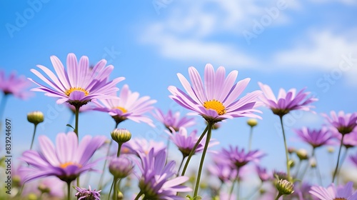 Vibrant purple daisies bask under a bright blue sky, epitomizing the beauty and tranquility of nature in full bloom. © king