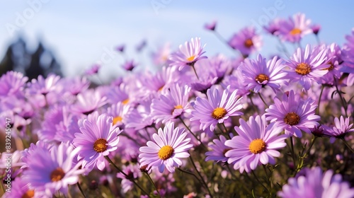 A vibrant field of purple daisies under a clear blue sky  capturing the beauty of nature in full bloom on a sunny day.