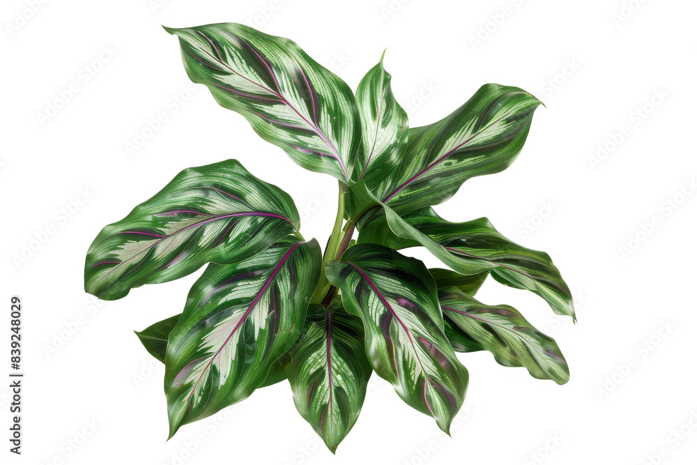 Green and White Striped Leaves of Calathea Plant Isolated On White Background Green and White Striped Leaves of Calathea Plant Isolated On White Background