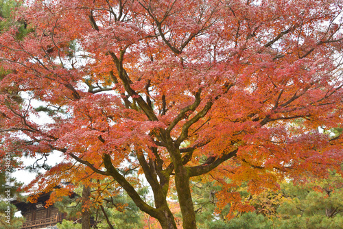 建仁寺の紅葉