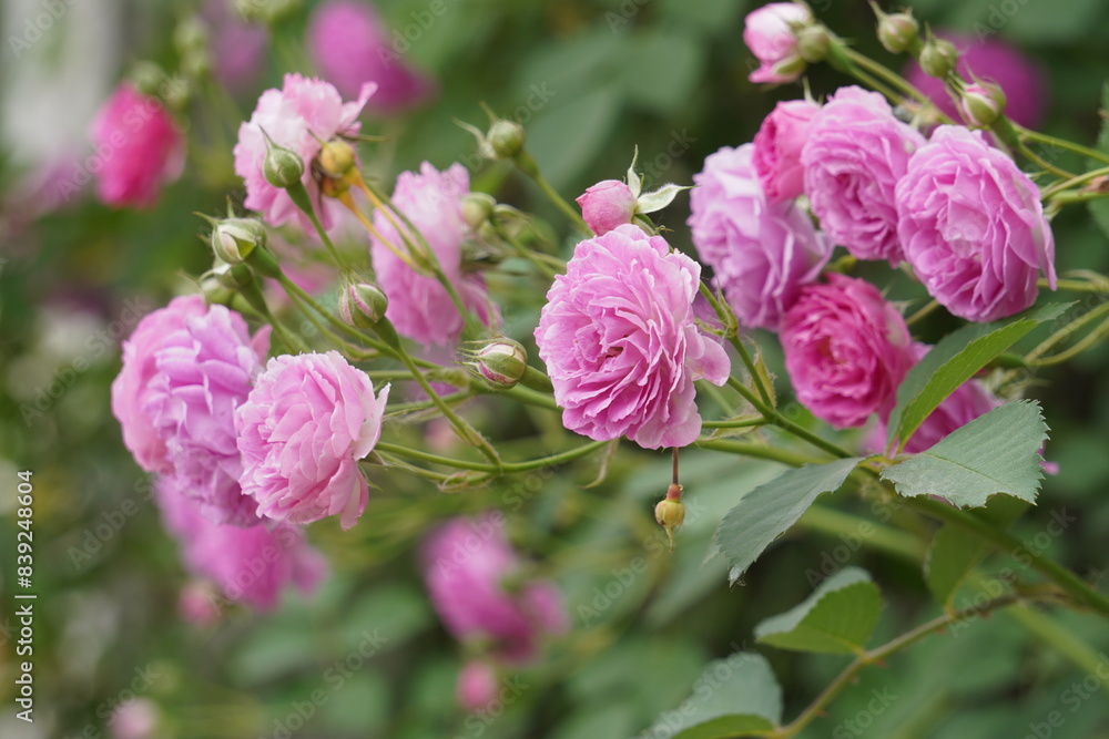 The rose blossoms of the fence in spring The rose blossoms of the fence in spring