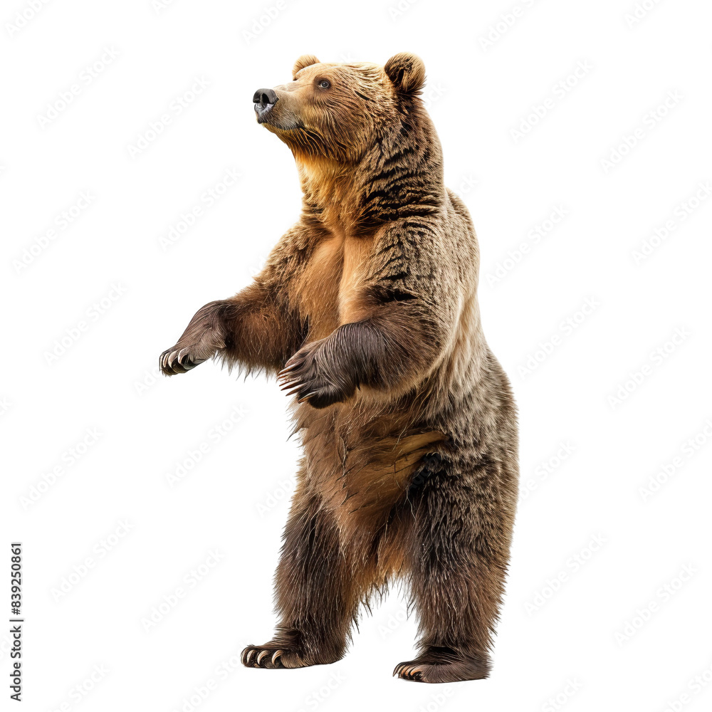 Fototapeta premium Upright grizzly bear standing on hind legs, showcasing its strength and grandeur against a white background.