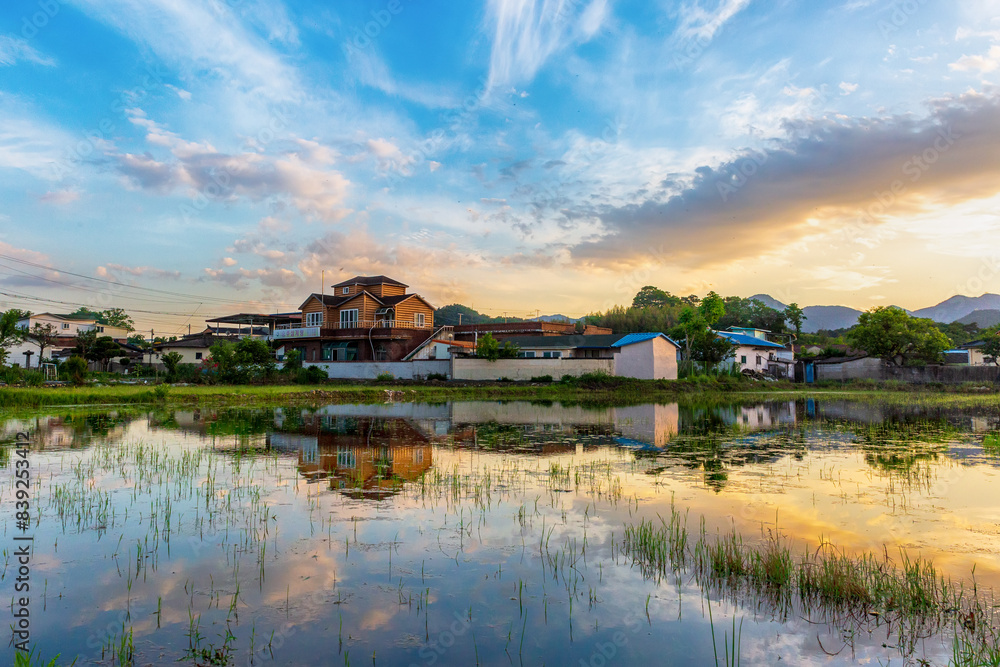 Obraz premium house and village scenery reflected in the rice fields received for rice farming