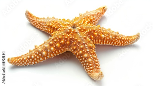 starfish Isolated on white background. concept of nature for designer.