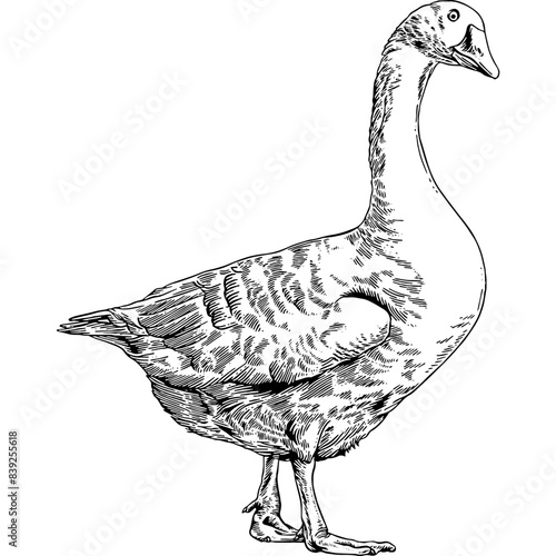 Hand drawn Goose Sketch Illustration