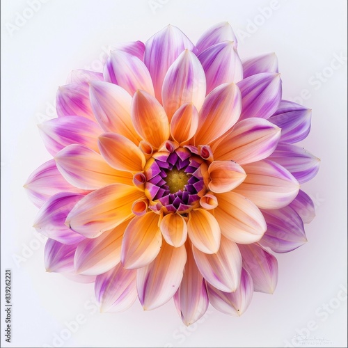 flower Photography  Dahlia Bantling  Close up view  Isolated on white Background