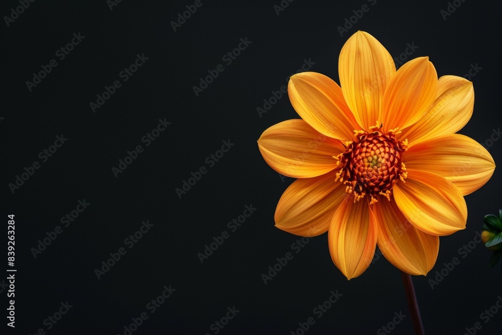 flower Photography, Dahlia Bishop of Llandaff, copy space on right, Close up view, Isolated on Black Background flower Photography, Dahlia Bishop of Llandaff, copy space on right, Close up view, Isolated on Black Background