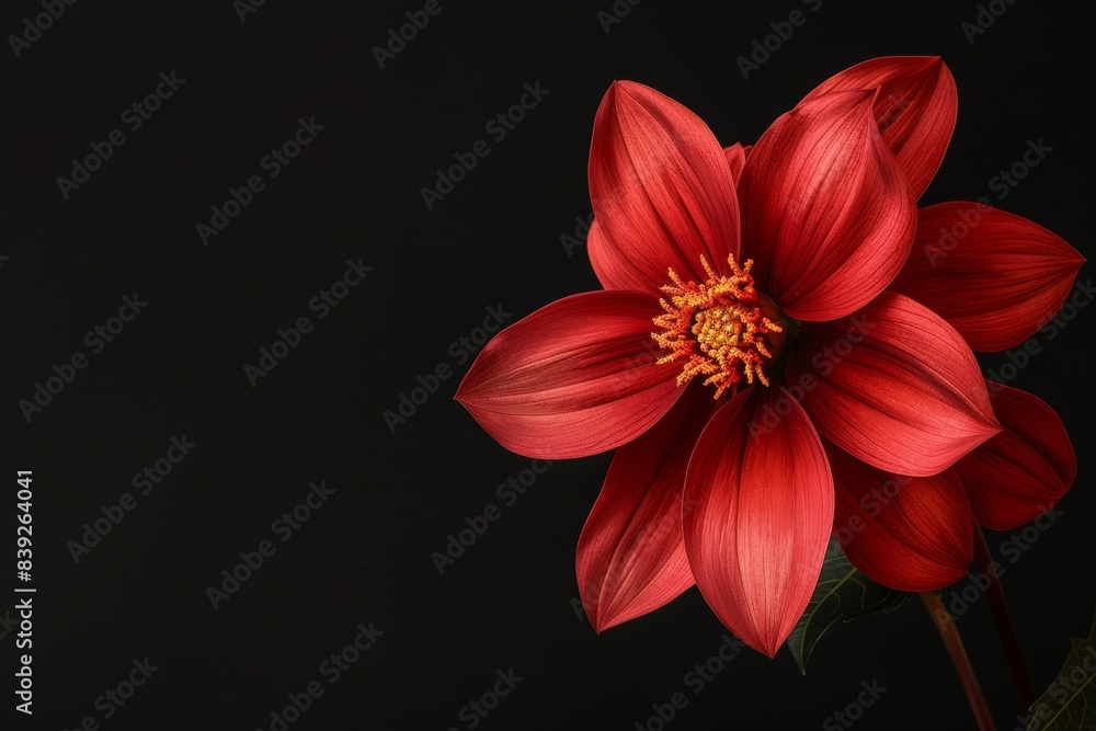 Obraz premium flower Photography, Dahlia David Howard, copy space on right, Close up view, Isolated on Black Background