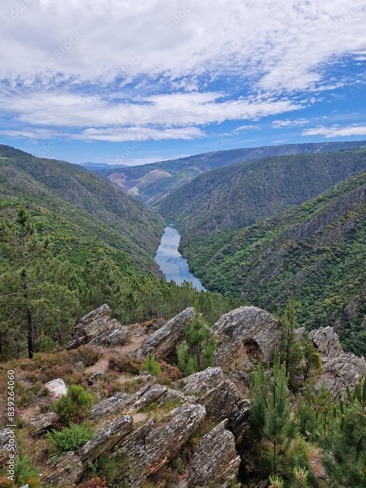 Fototapeta premium Steep vineyards of Ribeira Sacra, Rias Baixas, Galicia, Spain - heoric viticulture above the Rio Sil and Mino river
