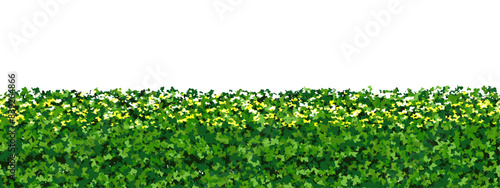 Top of green hedge with white flowers as a seamless endless pattern. Fence made of plants of boxwood shrub with leaf texture. Vector illustration isolated from background. Evergreen bg.