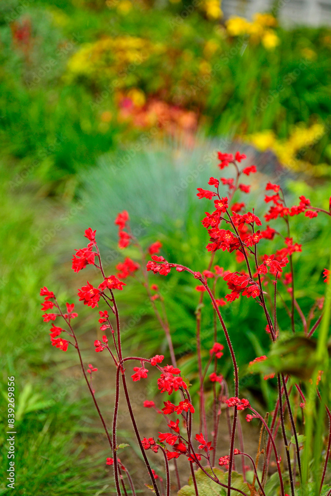 Żurawka, krwista, czerwone, kwiaty, kwitnąca, Heuchera sanguinea, coral bells, Close up, red flowers, Heuchera, kwiat, czerwień, zielone, tło, bylina, blurred background, rozmyte tło
Żurawka, krwista, czerwone, kwiaty, kwitnąca, Heuchera sanguinea, coral bells, Close up, red flowers, Heuchera, kwiat, czerwień, zielone, tło, bylina, blurred background, rozmyte tło