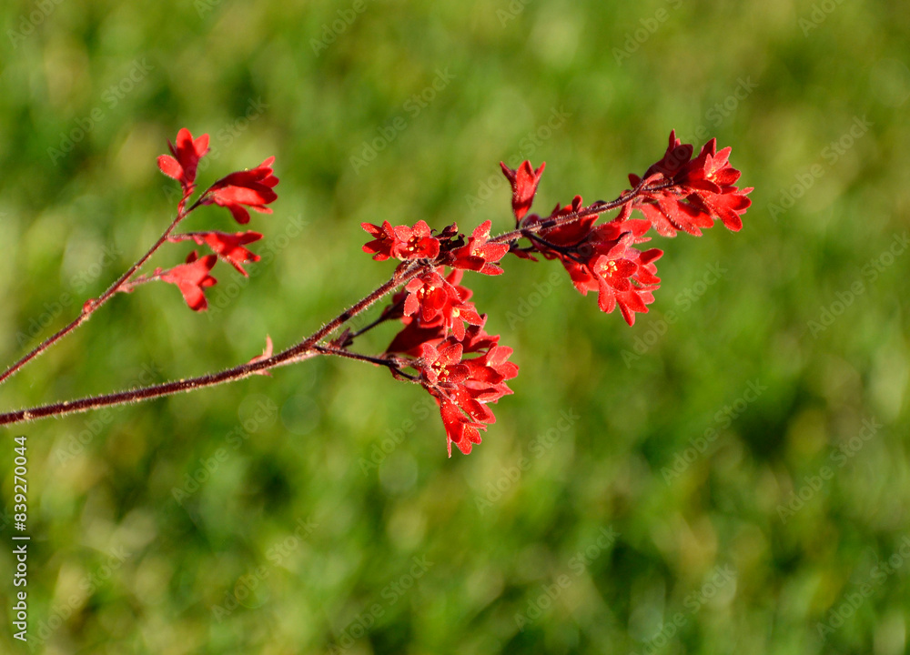 Żurawka, krwista, czerwone, kwiaty, kwitnąca, Heuchera sanguinea, coral bells, Close up, red flowers, Heuchera, kwiat, czerwień, zielone, tło, bylina, blurred background, rozmyte tło
Żurawka, krwista, czerwone, kwiaty, kwitnąca, Heuchera sanguinea, coral bells, Close up, red flowers, Heuchera, kwiat, czerwień, zielone, tło, bylina, blurred background, rozmyte tło