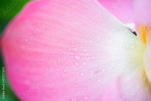 View of the raindrops on the pink petals of lotus flower photo