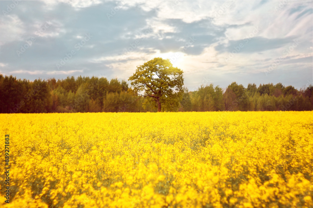 Blossoming rapeseed field with beautiful sky in spring Blossoming rapeseed field with beautiful sky in spring