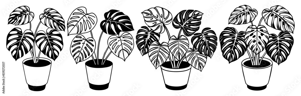 Obraz premium Monstera house plant silhouette
