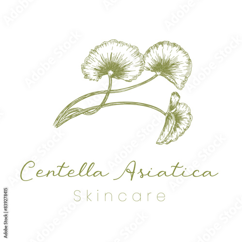 Gotu Kola ( Centella Asiatica ) Beautifull and Natural Skincare Logo
