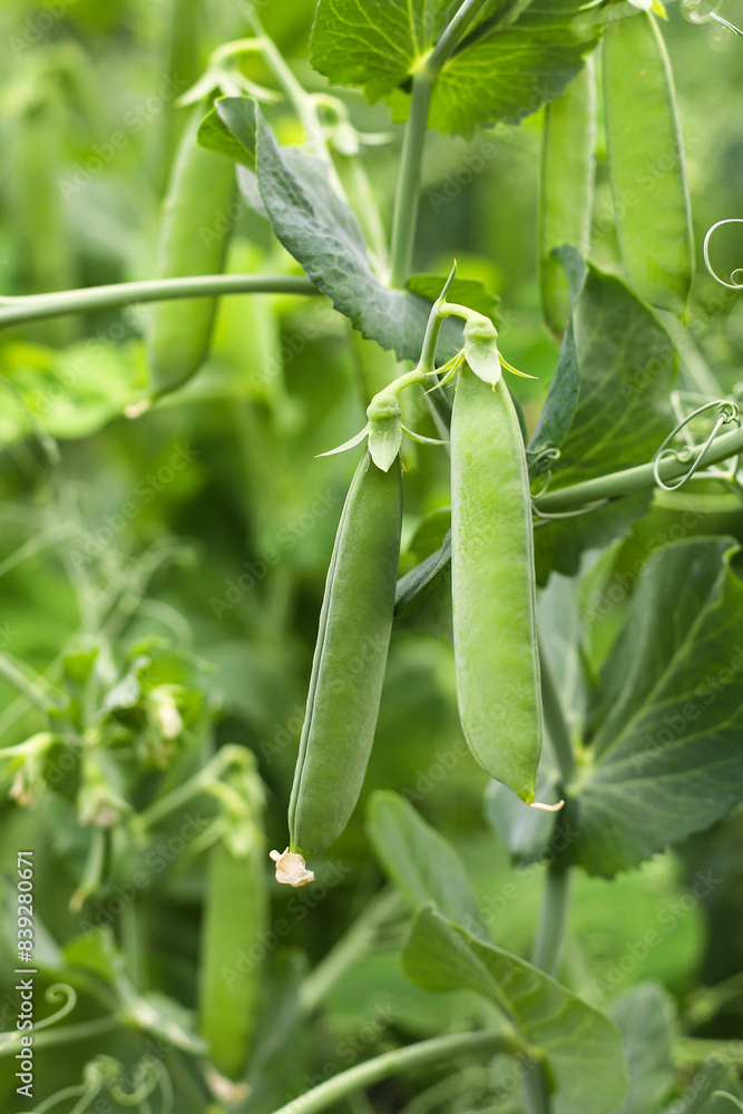 Green peas growing on a bush. Background Green peas growing on a bush. Background