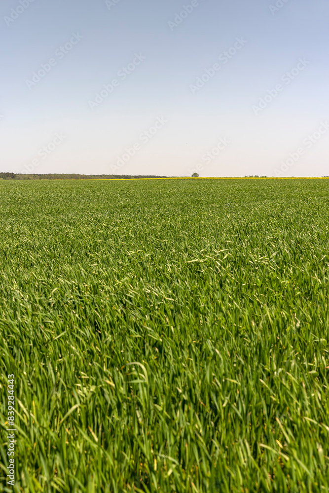 Obraz premium monoculture field with wheat closeup in sunny weather