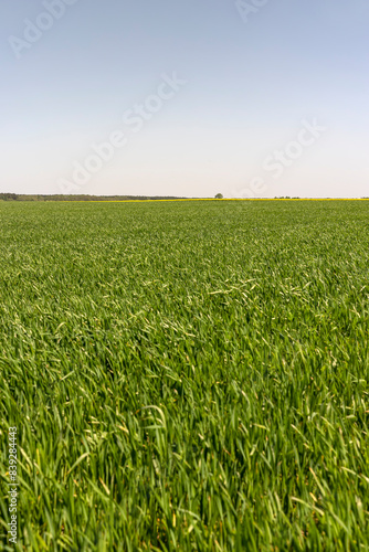 monoculture field with wheat closeup in sunny weather