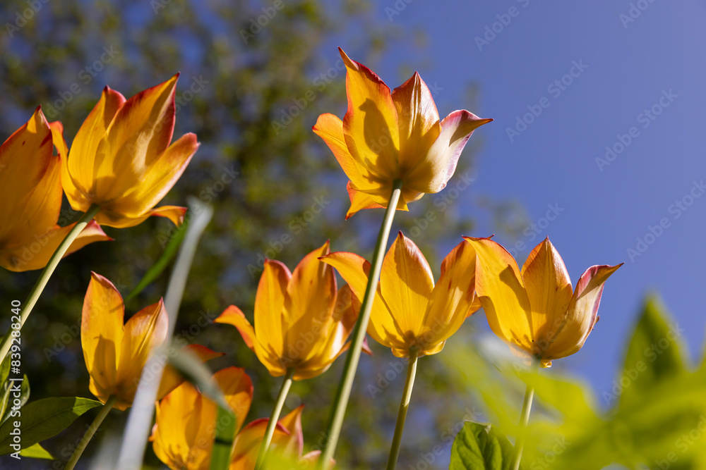 tulip flowers for decorating the yard in spring tulip flowers for decorating the yard in spring