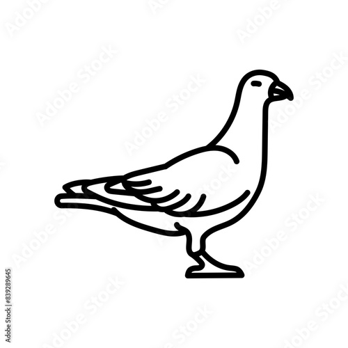 Pigeon Outline Icon, Vector illustration