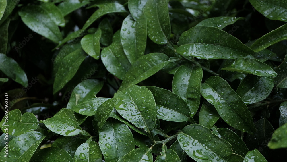 Fototapeta premium Green leaves
