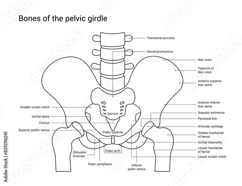 Bone structure design of human pelvic girdle with line style