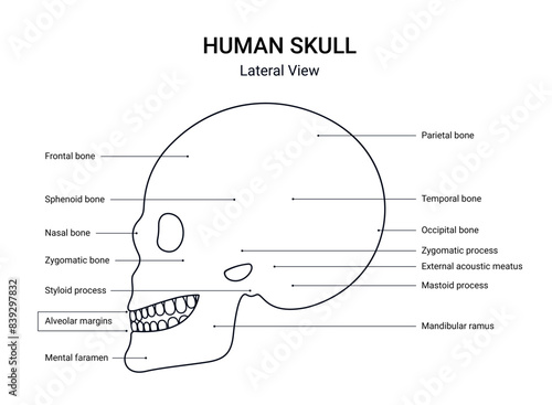 Structure of human skull lateral view with line style