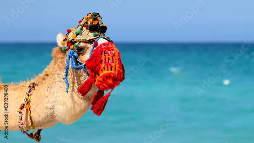 Fototapeta samoprzylepna Wielbłąd na plaży z kolorowymi ozdobami i okularami słonecznymi