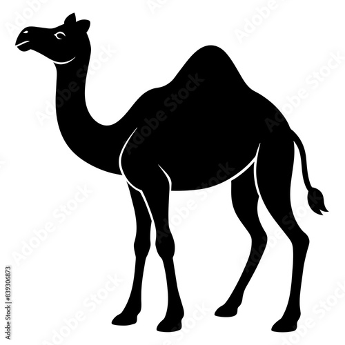 camel on the beach