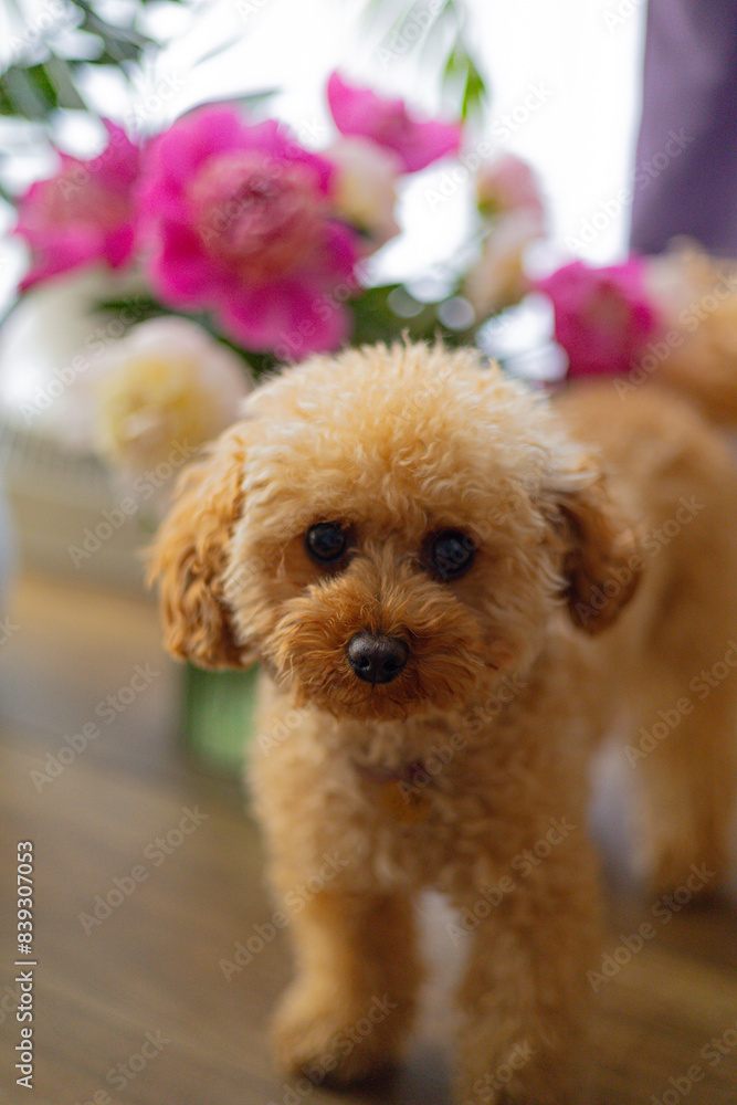 toy poodle and peonies 