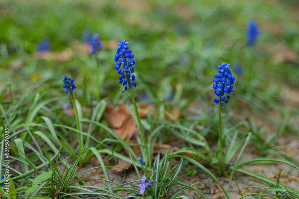 blue hyacinths 