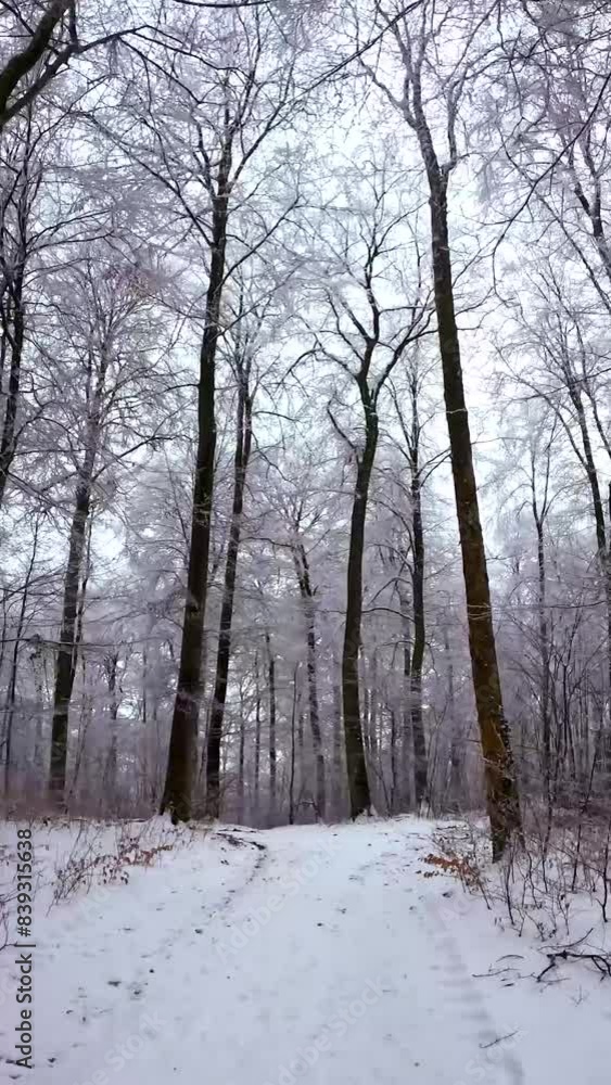 walking through a snowy forest in the black forest of germany walking through a snowy forest in the black forest of germany