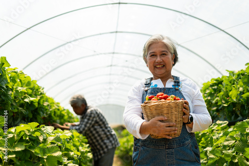 Happy Asian woman senior farmer working on organic strawberry farm and harvest picking strawberries. Farm organic fresh harvested strawberry and Agriculture industry.