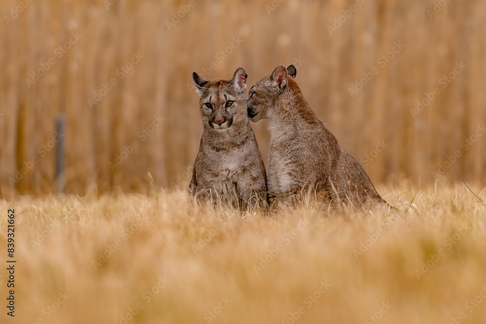 Obraz premium Cougar (Puma concolor), also commonly known as the mountain lion, puma, panther, or catamount. is the greatest of any large wild terrestrial mammal in the western hemisphere.