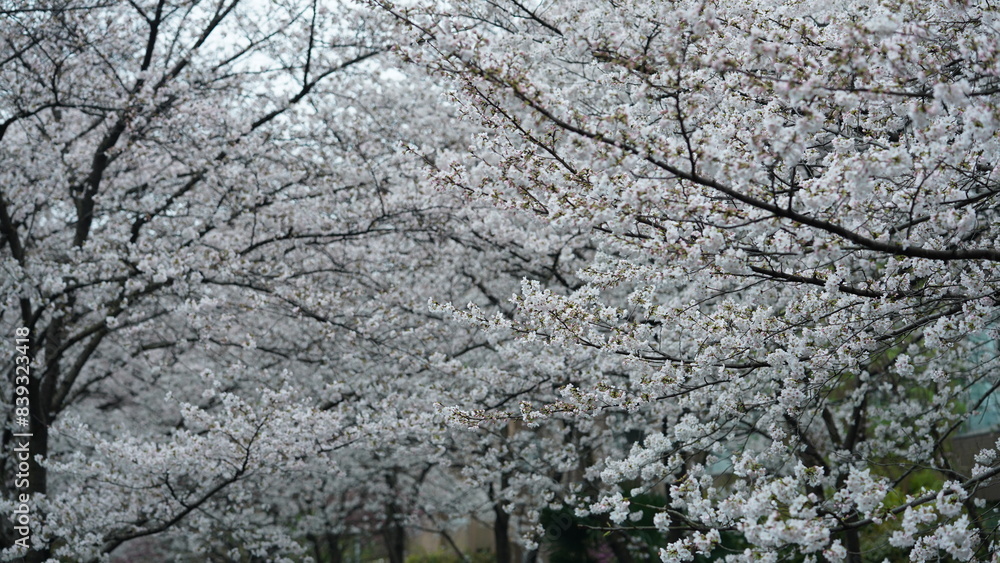 The beautiful pink and white flowers blooming in the garden in spring The beautiful pink and white flowers blooming in the garden in spring
