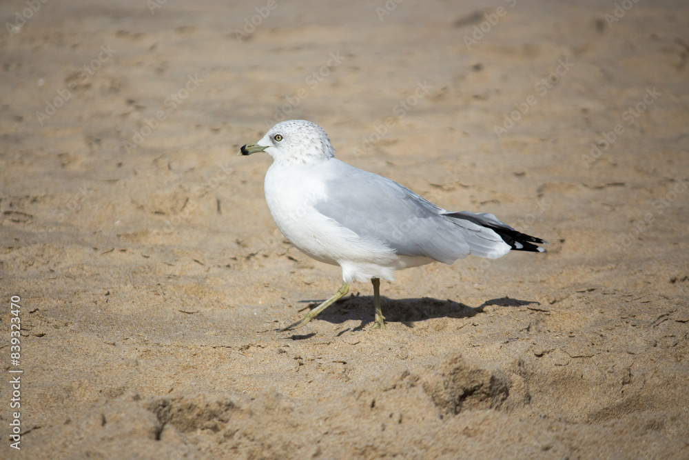 seagull on the beach seagull on the beach