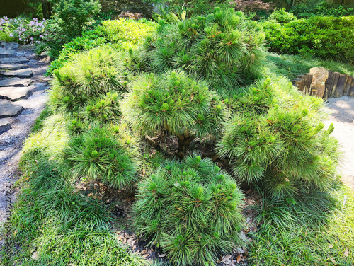 Tableau sur toile Japanese Black Pine, Pinus  Thunbergii 
 'Thunderhead'